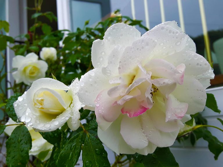"...Along with the sunshine, there's gotta be a little rain sometime!"